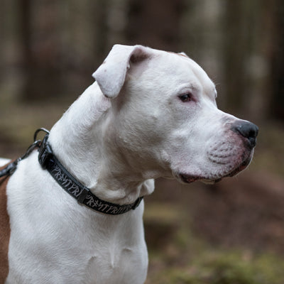 Grimfrost's Dog Collar, Runic